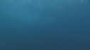 BONITES, REQUIN
