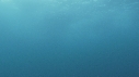 BONITES, REQUIN, RAIE