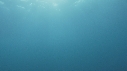 BONITES, REQUIN, RAIE