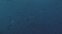 BONITES, REQUIN