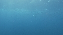 BONITES, REQUIN