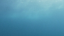 BONITES, REQUIN, RAIE