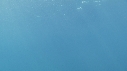 RAIE MANTA