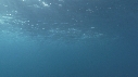 BONITES, REQUINS