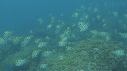 POISSONS CHIRURGIENS BAGNARDS
