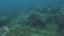 POISSONS CHIRURGIENS BAGNARDS