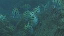 POISSONS CHIRURGIENS BAGNARDS