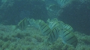 POISSONS CHIRURGIENS BAGNARDS