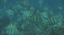 POISSONS CHIRURGIENS BAGNARDS