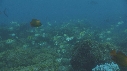 POISSONS CHIRURGIENS BAGNARDS