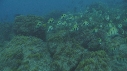 POISSONS JAUNES