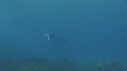 RAIE MANTA