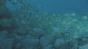 POISSONS JAUNES