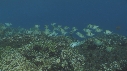 POISSONS JAUNES