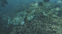 POISSONS JAUNES, POISSONS CHIRURGIENS