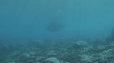 RAIE MANTA