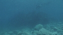 RAIE MANTA