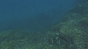 RAIE MANTA