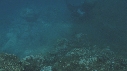 RAIE MANTA