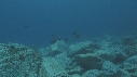 RAIE MANTA, CARANGUES