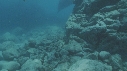 RAIE MANTA