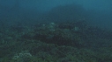 RAIE MANTA, POISSON JAUNE