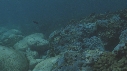 RAIE MANTA