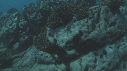 RAIE MANTA