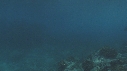 RAIE MANTA