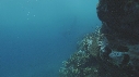 RAIE MANTA