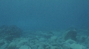 RAIE MANTA