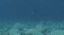 RAIE MANTA