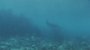 RAIE MANTA