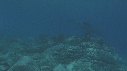 RAIE MANTA