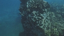 RAIE MANTA