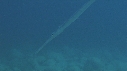 POISSON FLUTE