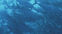 CARANGUES