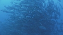 CARANGUES