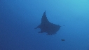 RAIE MANTA