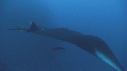 RAIE MANTA, CARANGUES