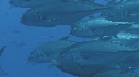 CARANGUES