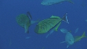 POISSONS