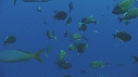 POISSONS