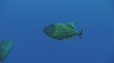 POISSONS