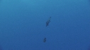 POISSONS