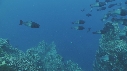 DAUPHINS