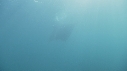 RAIE MANTA