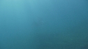RAIE MANTA