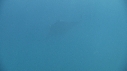 RAIE MANTA