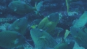POISSONS PARROT